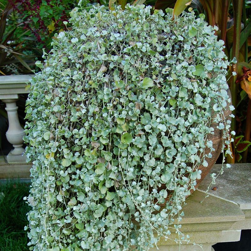 Dichondra Silver Falls - Zilveren dichondra (Blad)