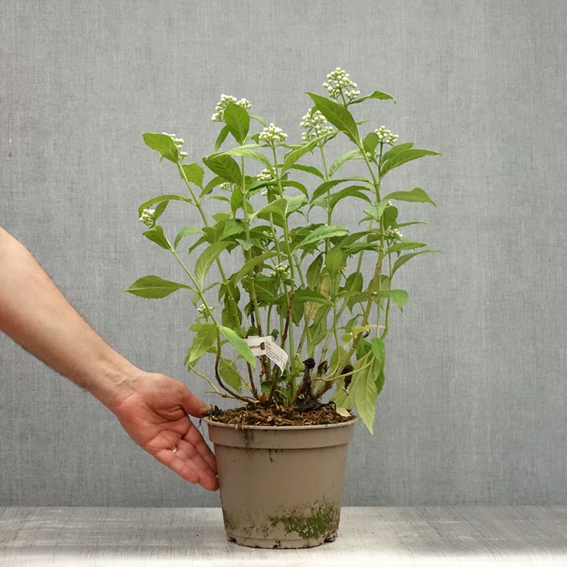 Exemplaar van Dichroa versicolor Round Blue - Chang shan Pot van 3 l/4 l zoals geleverd in de lente