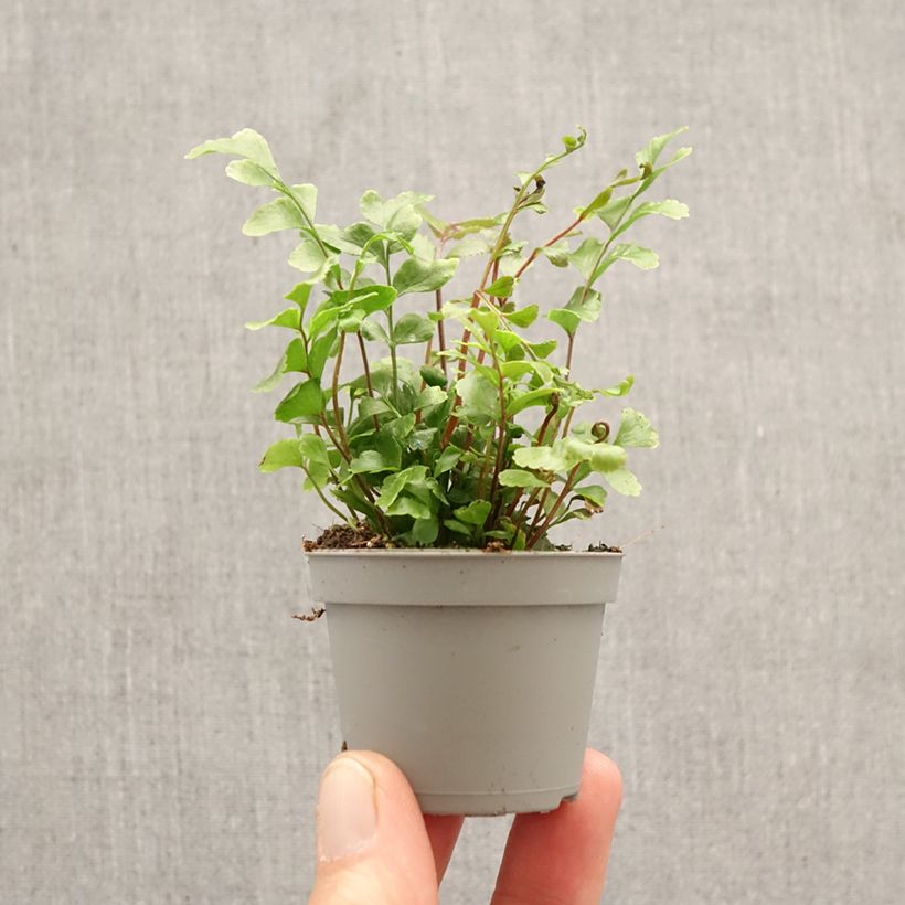 Exemplaar van Didymochlaena truncatula - Mahonieboomvaren Mini-kamerplanten zoals geleverd in de lente