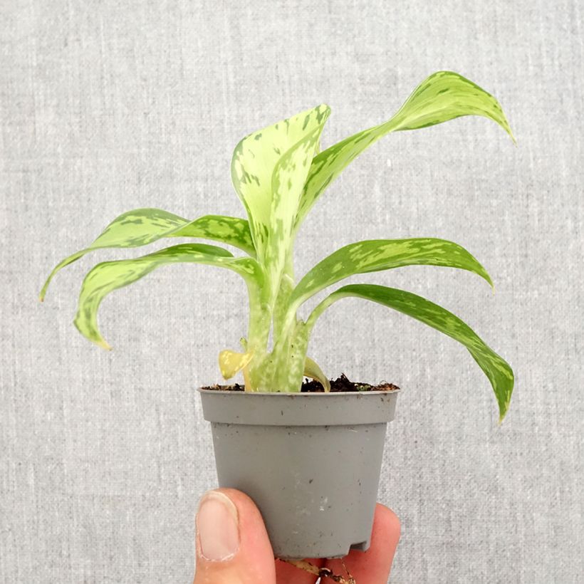 Exemplaar van Dieffenbachia Crocodile Mini-kamerplanten zoals geleverd in de lente