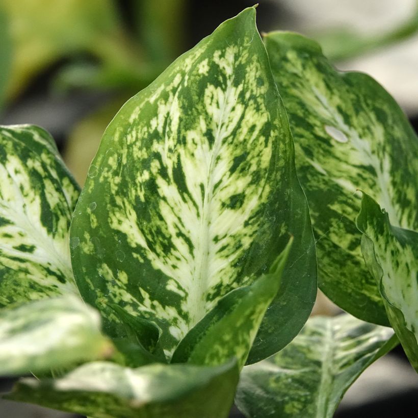 Dieffenbachia maculata Amy - Gevlekte dieffenbachia (Blad)
