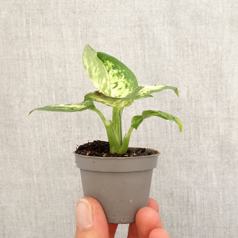 Exemplaar van Dieffenbachia maculata Amy - Gevlekte dieffenbachia Mini-kamerplanten zoals geleverd in de lente