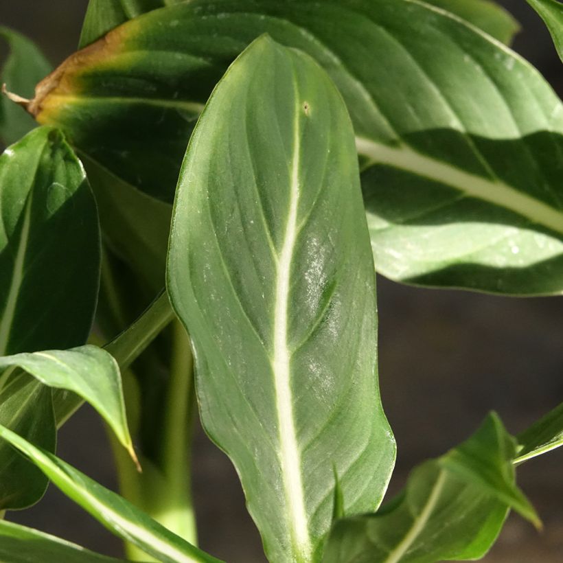 Dieffenbachia Sterling - Domme riet (Blad)