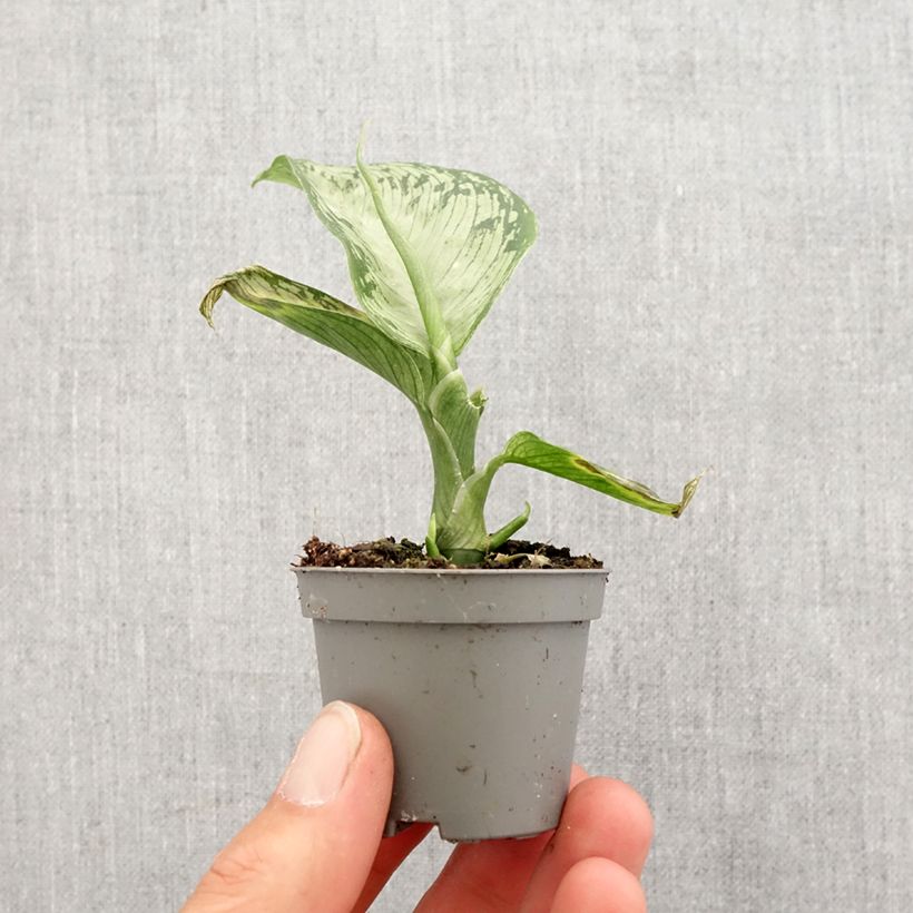 Example of Dieffenbachia Tropic Snow - Domme riet Mini-kamerplanten as you get in printemps