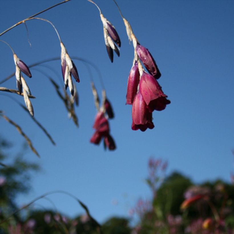 Dierama Blackberry Bells - Engelenhengel (Bloei)