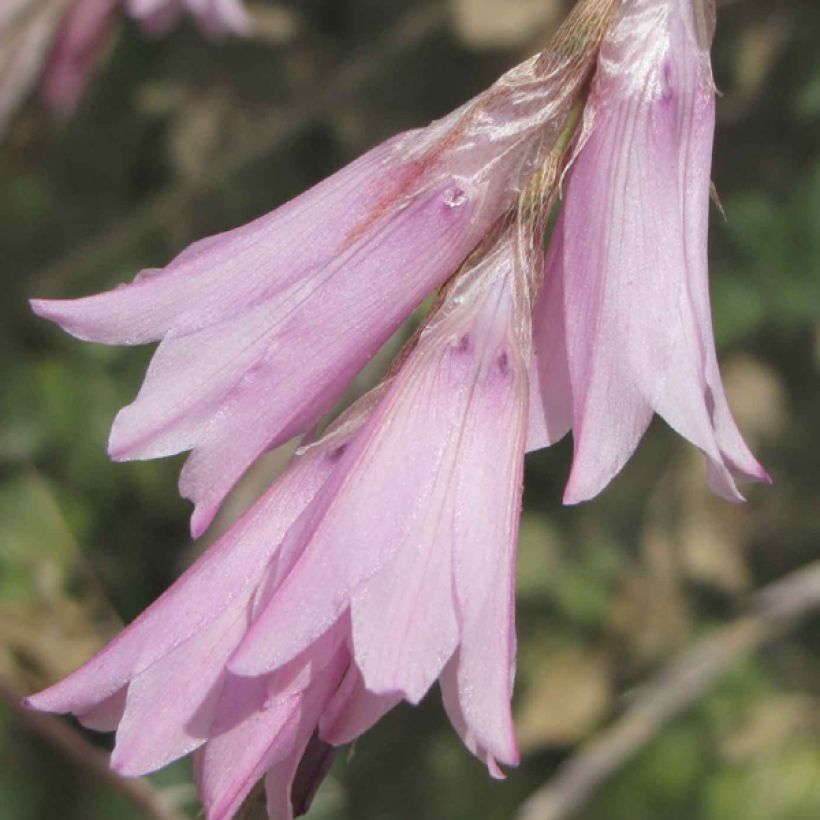 Dierama Pink Rocket - Engelenhengel (Bloei)