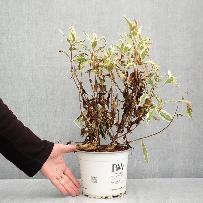 Exemplaar van Diervilla Kodiak Mixx - Amerikaanse weigelia Pot van 3 l/4 l zoals geleverd in de herfst