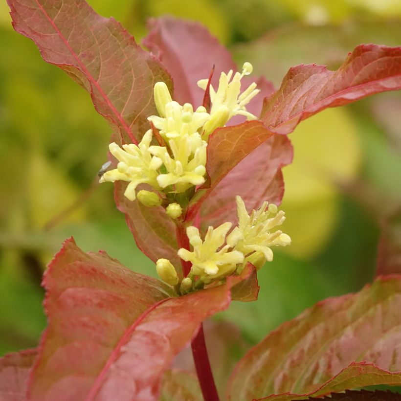 Diervilla Kodiak Orange - Amerikaanse weigelia (Bloei)