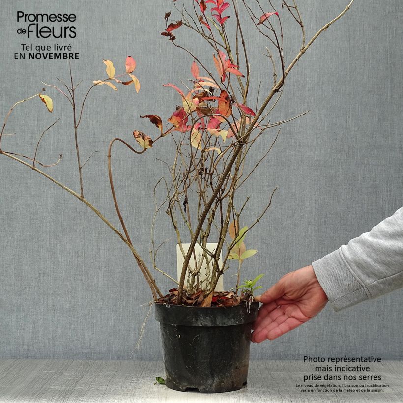 Exemplaar van Diervilla rivularis Honeybee - Amerikaanse weigelia Pot van 2 l/3 l zoals geleverd in de herfst