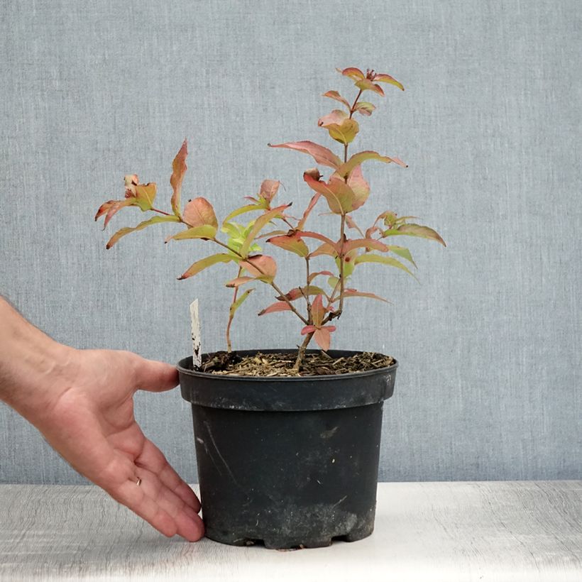 Exemplaar van Diervilla rivularis Honeybee - Amerikaanse weigelia Pot van 2 l/3 l zoals geleverd in de zomer
