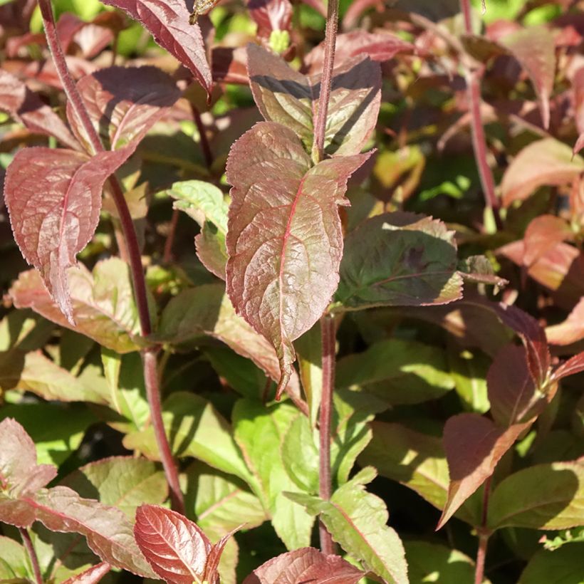Diervilla rivularis Troja Black - Amerikaanse weigelia (Blad)