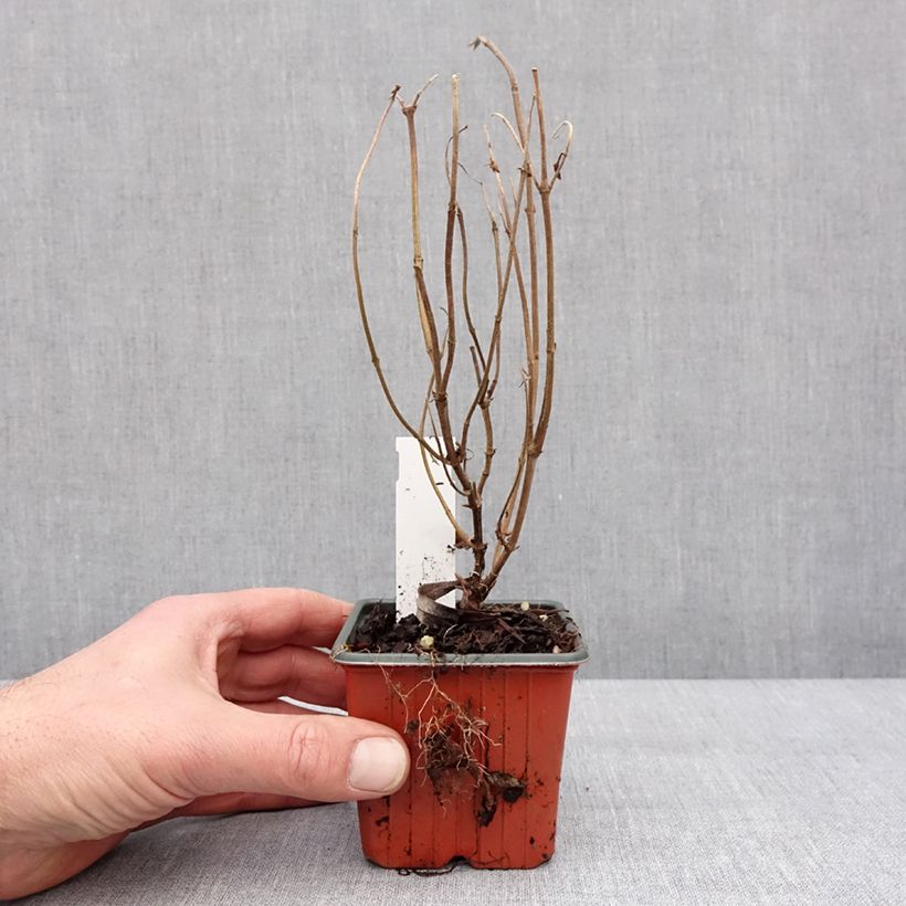 Exemplaar van Diervilla rivularis Troja Black - Diervillée Godet de 8/9 cm zoals geleverd in de winter