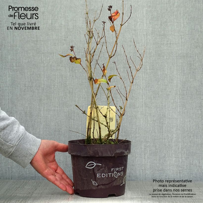 Exemplaar van Diervilla sessilifolia Cool Splash - Amerikaanse weigelia Pot van 3 l/4 l zoals geleverd in de herfst