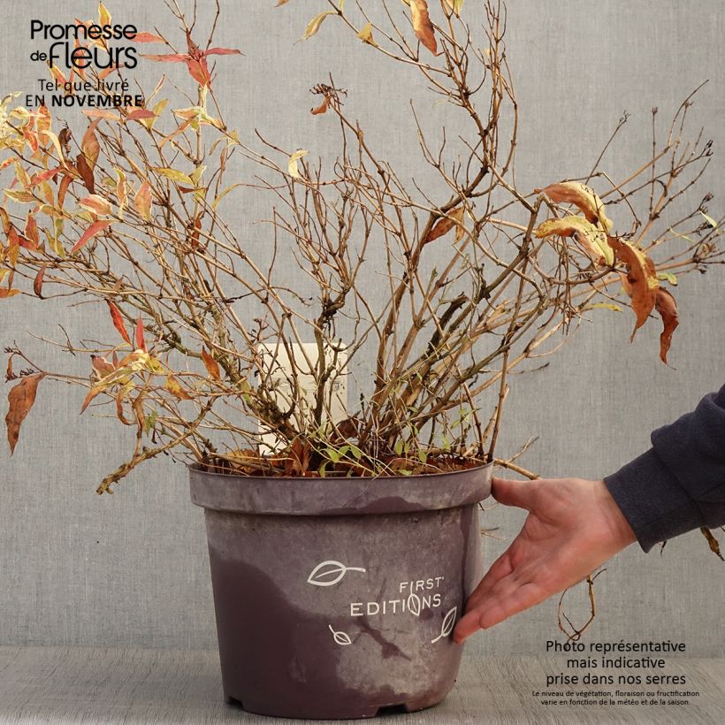 Exemplaar van Diervilla sessilifolia Cool Splash - Amerikaanse weigelia Pot van 7,5 l/10 l zoals geleverd in de herfst