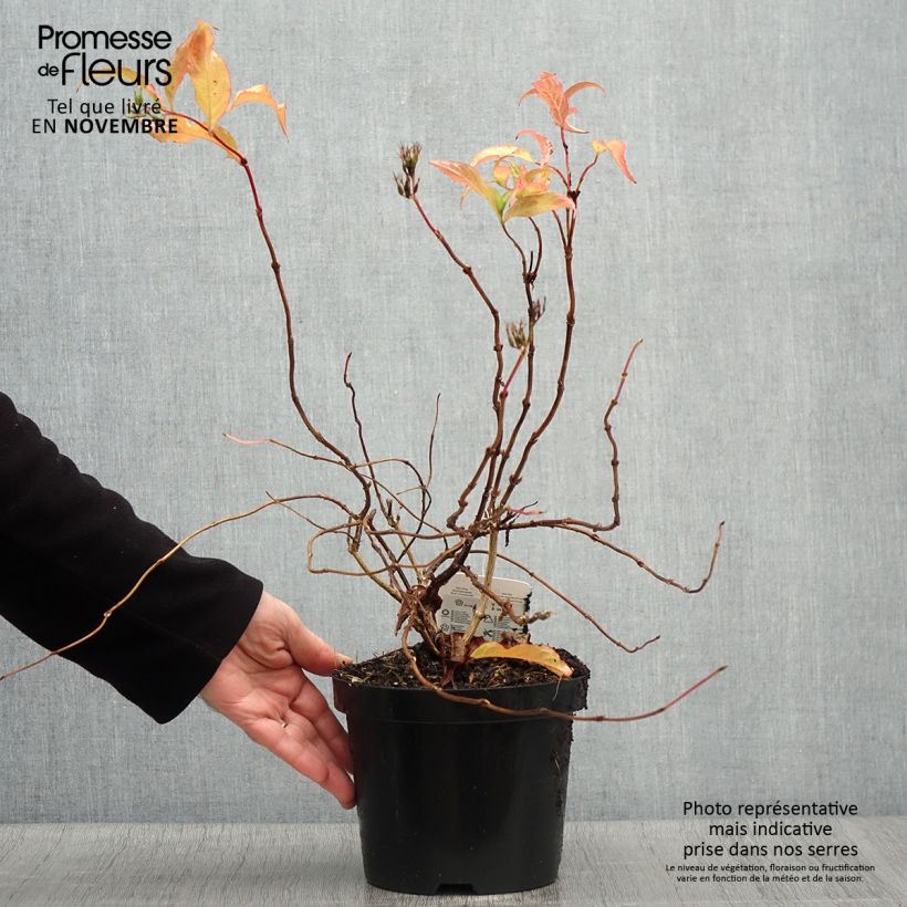 Exemplaar van Diervilla splendens - Amerikaanse weigelia Pot van 2 l/3 l zoals geleverd in de herfst