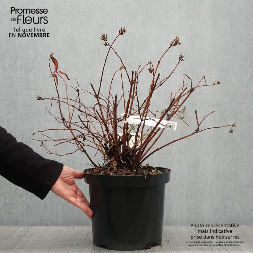 Exemplaar van Diervilla splendens Diva - Amerikaanse weigelia Pot van 7,5 l/10 l zoals geleverd in de herfst