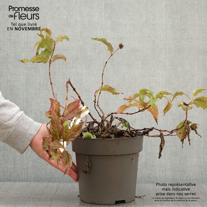 Exemplaar van Diervilla splendens Honey Surprise - Amerikaanse weigelia Pot van 4 l/5 l zoals geleverd in de herfst