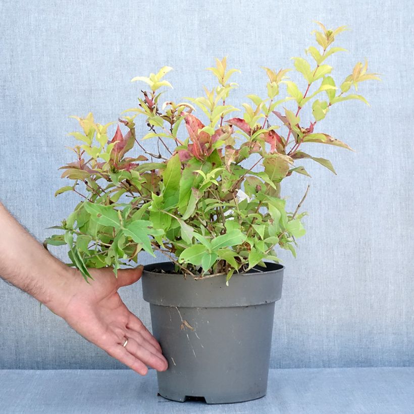 Exemplaar van Diervilla splendens Honey Surprise - Amerikaanse weigelia Pot van 4 l/5 l zoals geleverd in de zomer