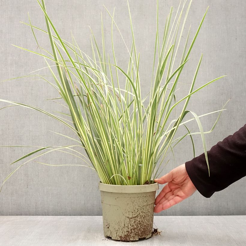 Exemplaar van Dietes bicolor Milky Way - Afrikaanse iris Pot van 3 l/4 l zoals geleverd in de lente