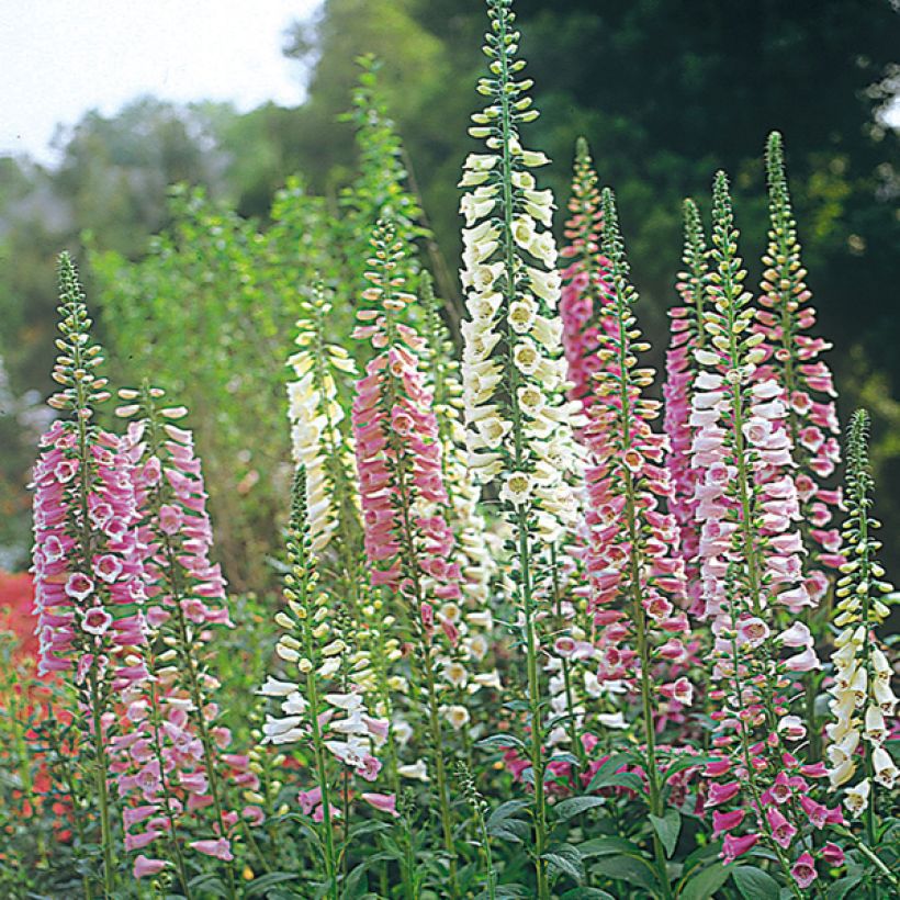 Digitalis purpurea - Vingerhoedskruid (Flowering)