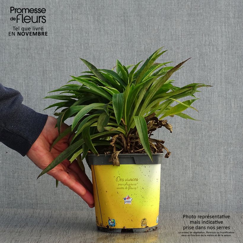 Exemplaar van Digitalis Goldcrest - Vingerhoedskruid Pot van 1,5 l/2 l zoals geleverd in de herfst