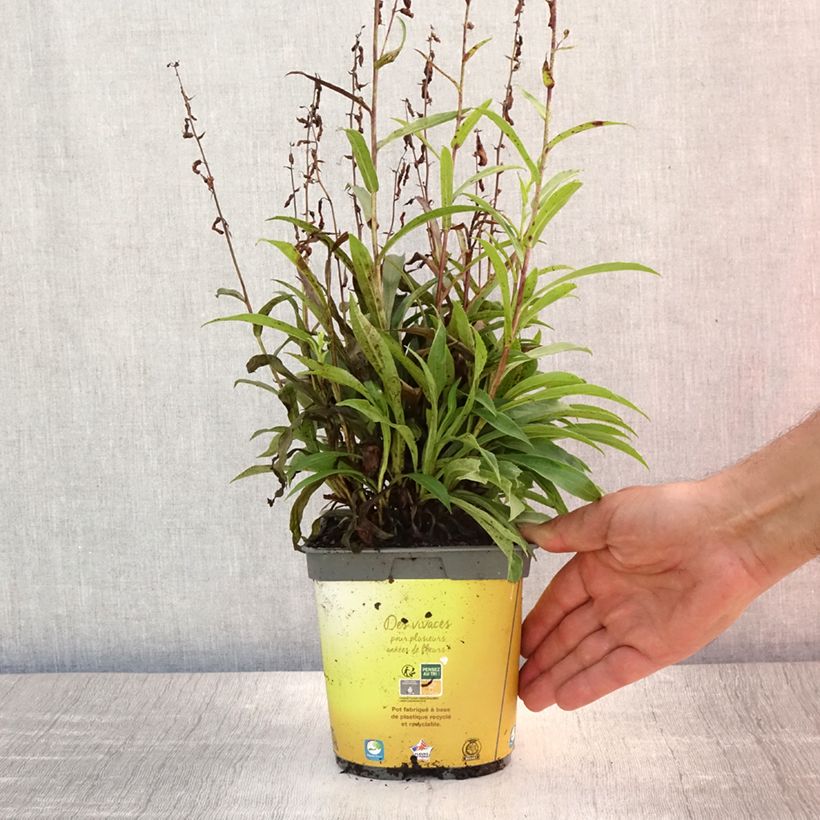Exemplaar van Digitalis Goldcrest - Vingerhoedskruid Pot van 1,5 l/2 l zoals geleverd in de zomer