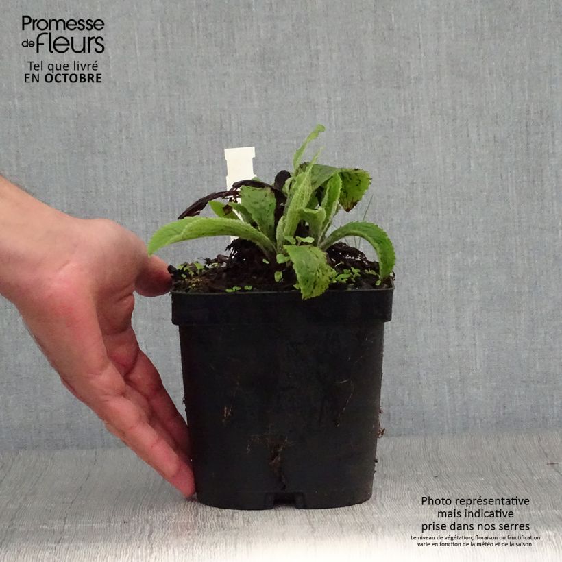 Exemplaar van Digitalis mertonensis - Vingerhoedskruid Pot van 2 l/3 l zoals geleverd in de herfst