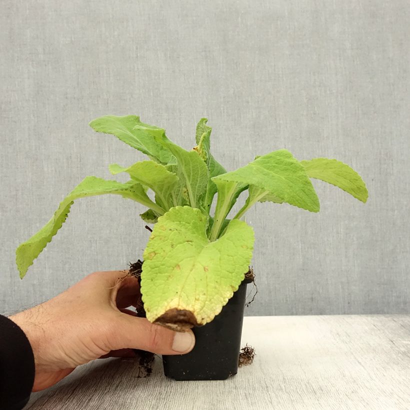Exemplaar van Digitalis purpurea Monstrosa - Vingerhoedskruid Kweekpotje van 8/9 cm zoals geleverd in de herfst