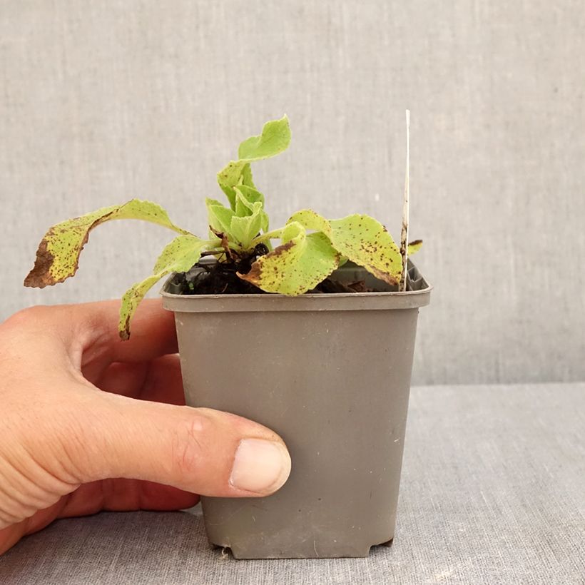 Exemplaar van Digitalis purpurea Monstrosa - Vingerhoedskruid Kweekpotje van 8/9 cm zoals geleverd in de zomer