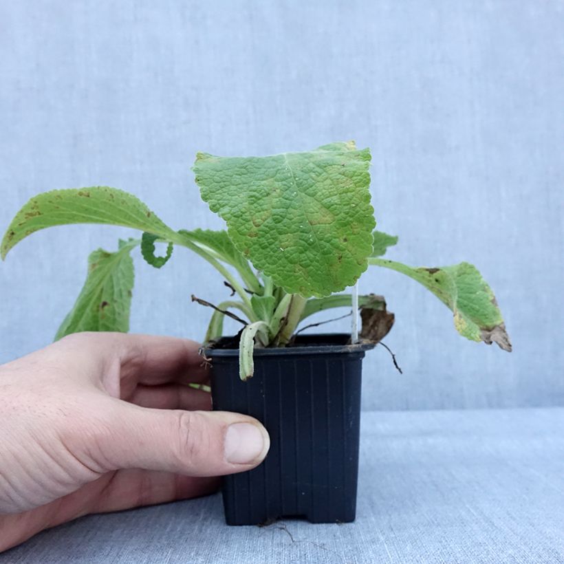 Exemplaar van Digitale laevigata Alba Godet de 8/9 cm zoals geleverd in de winter