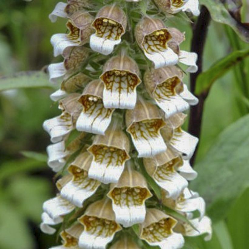 Digitalis lanata Café Crème - Wollig vingerhoedskruid (Bloei)