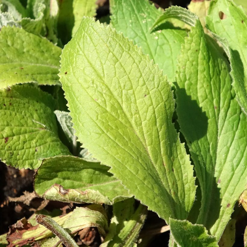 Digitalis mertonensis Summer King - Vingerhoedskruid (Blad)