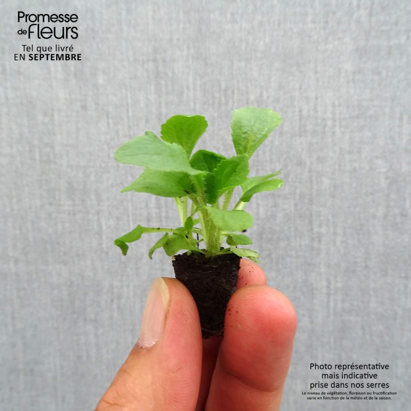 Exemplaar van Digitalis mertonensis Summer King - Vingerhoedskruid Mini-mot Ø 1,5/2,5 cm zoals geleverd in de herfst