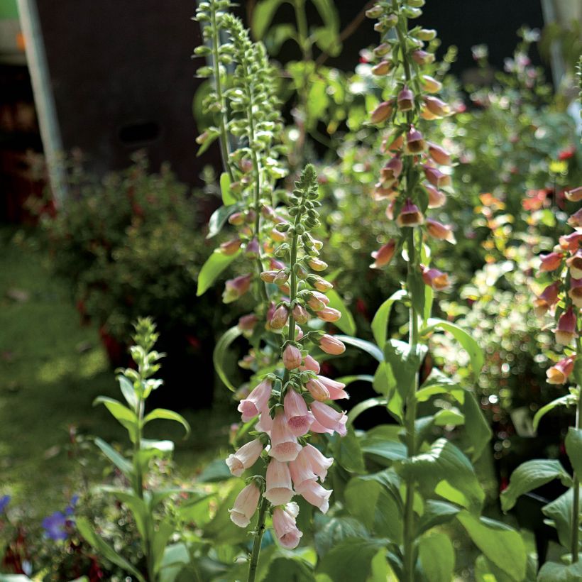 Digitalis purpurea Suttons Apricot - Vingerhoedskruid (Bloei)