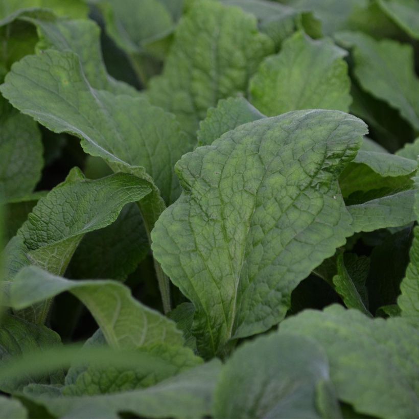 Digitalis purpurea Suttons Apricot - Vingerhoedskruid (Blad)