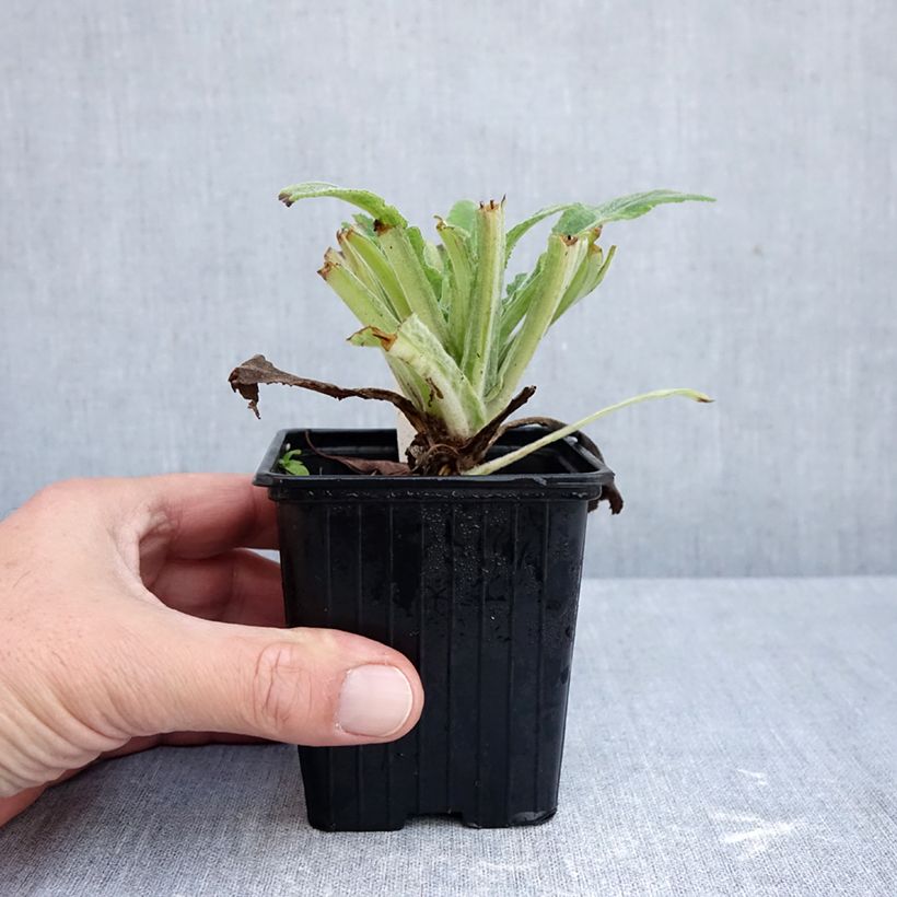 Exemplaar van Digitalis Apple Blossom - Vingerhoedskruid Kweekpotje van 8/9 cm zoals geleverd in de herfst