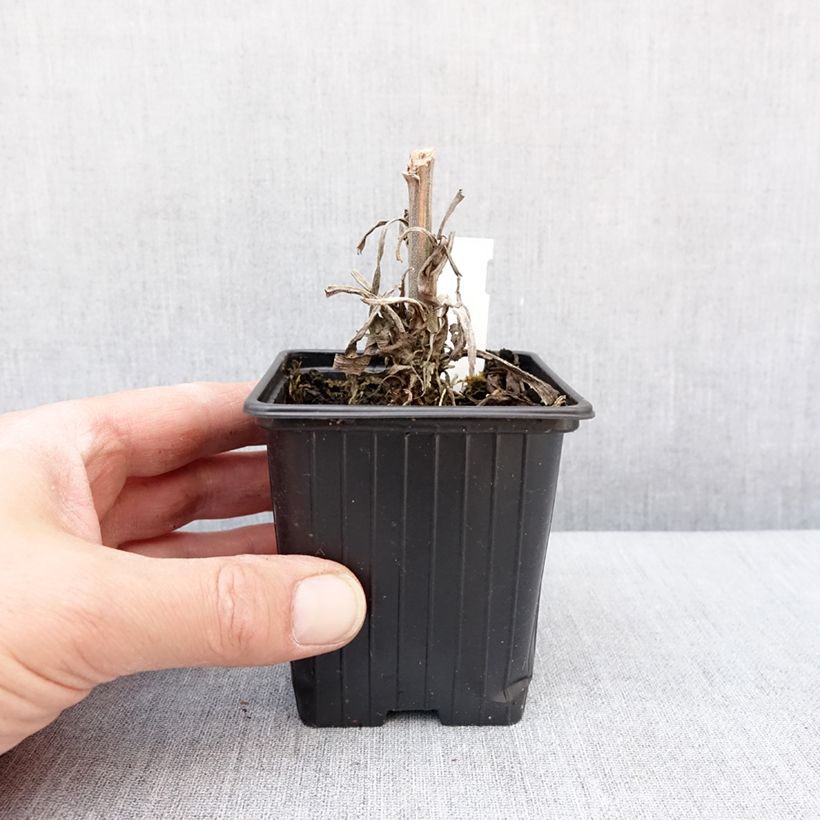 Exemplaar van Digitalis Apple Blossom - Vingerhoedskruid Kweekpotje van 8/9 cm zoals geleverd in de winter