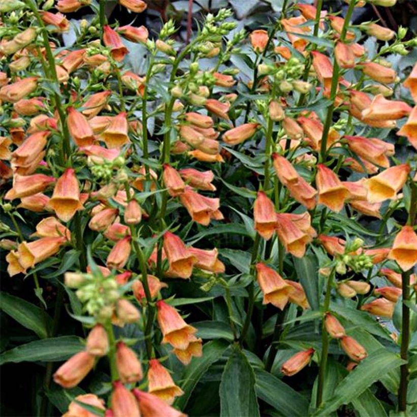Digitalis Goldcrest - Vingerhoedskruid (Bloei)