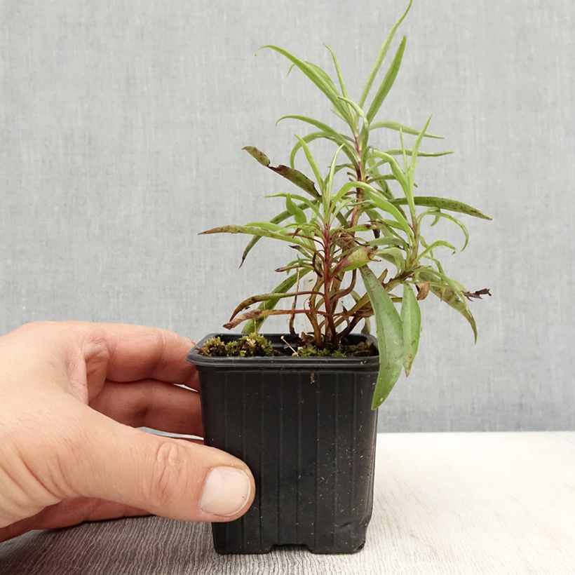 Exemplaar van Digitalis obscura - Wilgebladig vingerhoedskruid Kweekpotje van 8/9 cm zoals geleverd in de lente