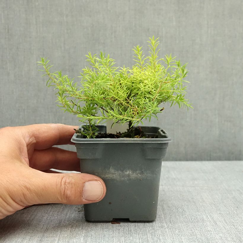 Exemplaar van Diosma hirsuta Sunset Gold - Confettistruik Kweekpotje van 8/9 cm zoals geleverd in de zomer
