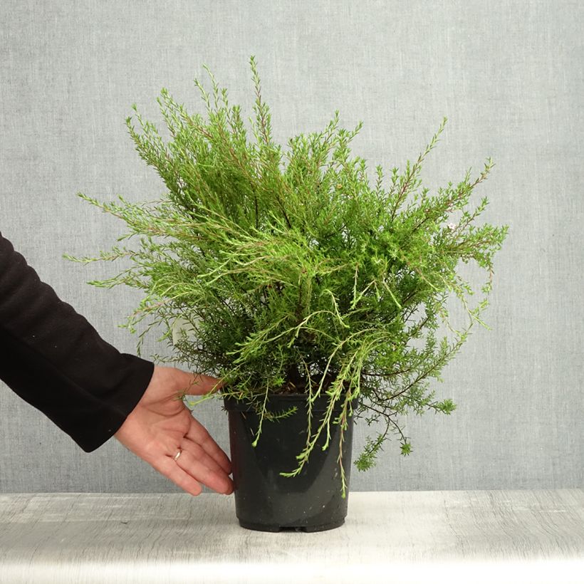 Exemplaar van Diosma Pink Diamond - Confettistruik Pot van 2 l/3 l zoals geleverd in de herfst