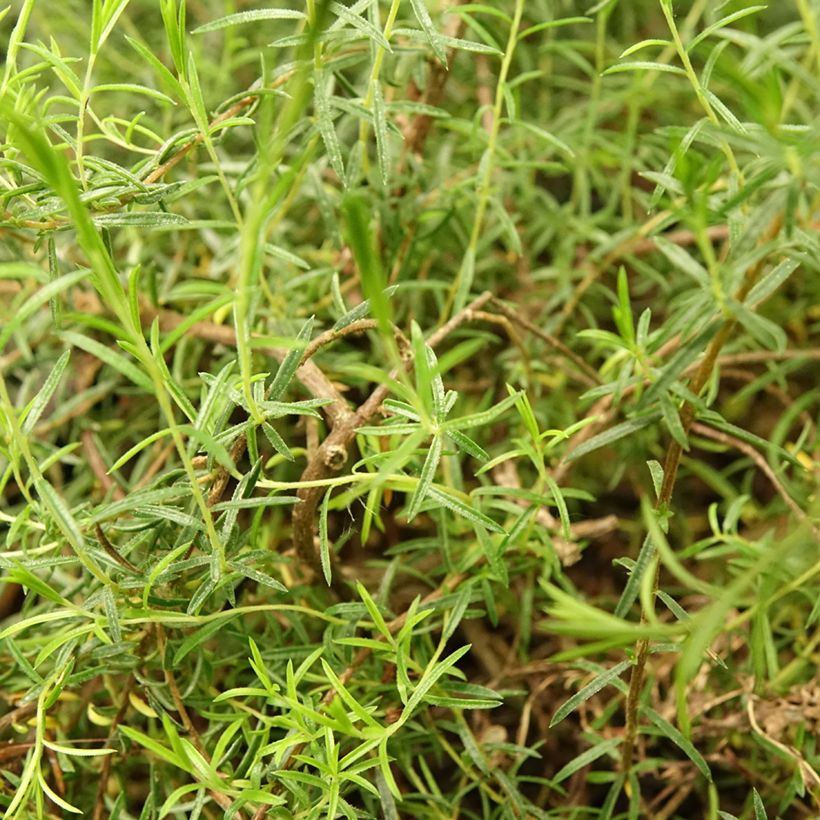 Diosma Pink Diamond - Confettistruik (Blad)