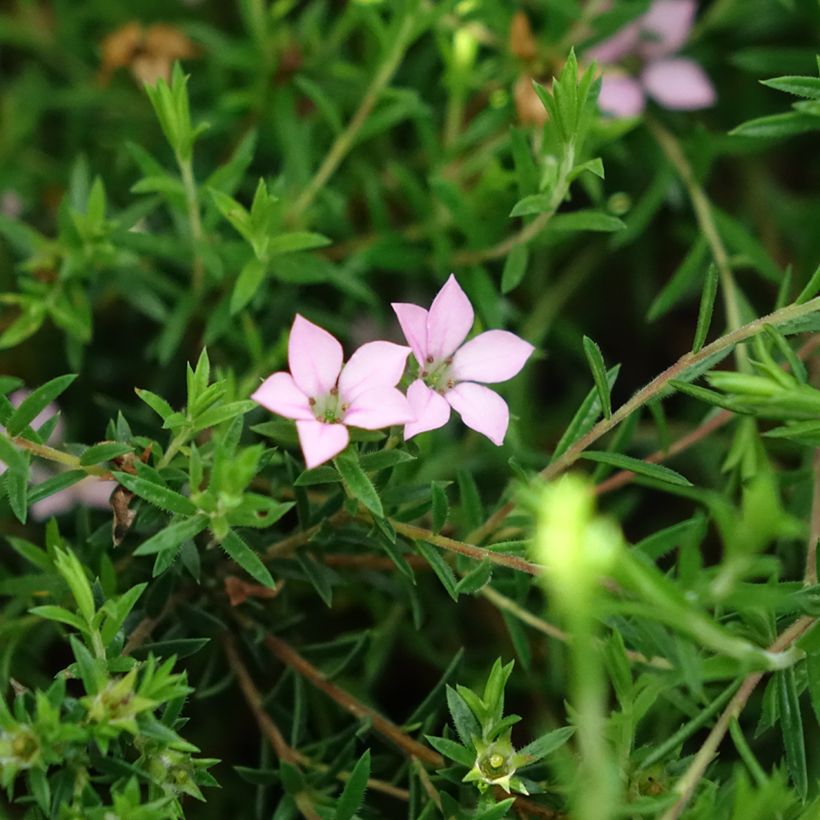 Diosma Pink Diamond - Confettistruik (Bloei)