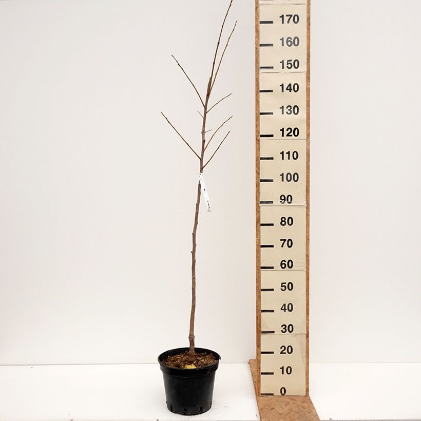 Exemplaar van Kakiboom Costata Pot van 7,5 l/10 l, Kelkvormig zoals geleverd in de herfst