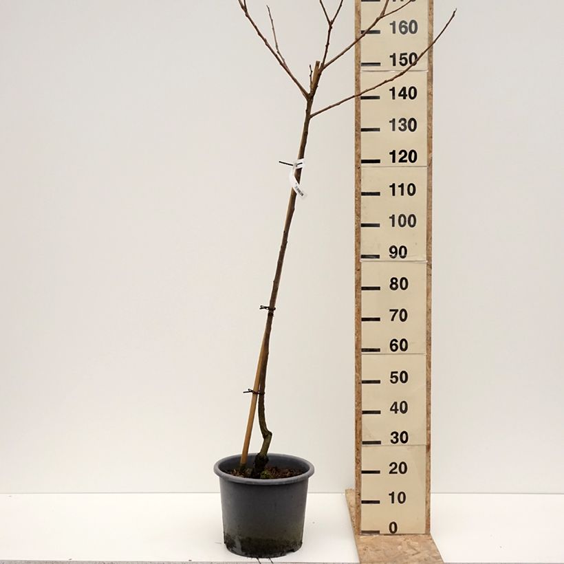 Exemplaar van Kakiboom Fuyu Pot van 12 l/15 l, Half-hoge stam zoals geleverd in de winter