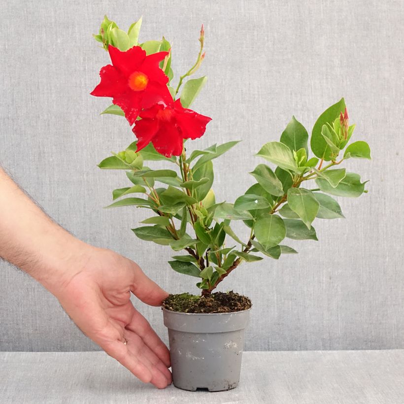 Exemplaar van Dipladenia BELLA Compact Rood - Mandevilla Pot van 10 cm/11 cm zoals geleverd in de herfst