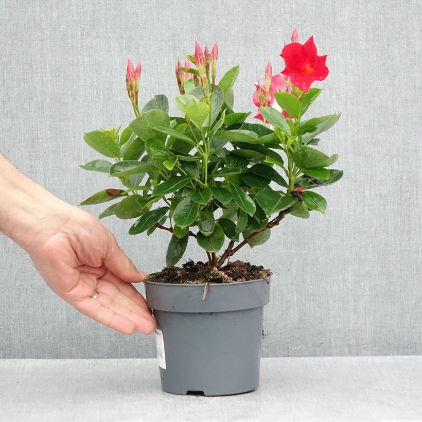 Exemplaar van Dipladenia BELLA Compact Rood - Mandevilla Pot van 10 cm/11 cm zoals geleverd in de lente