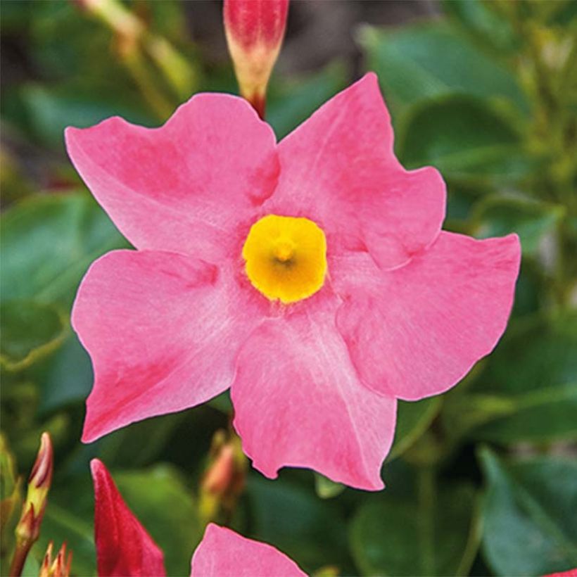 Dipladenia BELLA Roze - Mandevilla (Bloei)