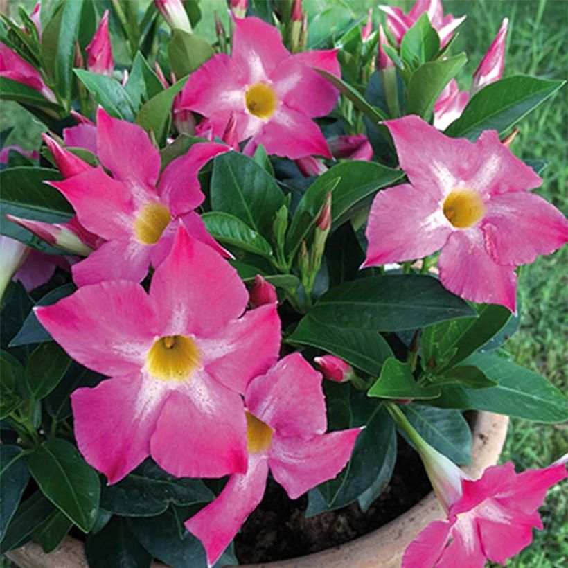 Dipladenia BELLA Pink Star - Mandevilla (Bloei)