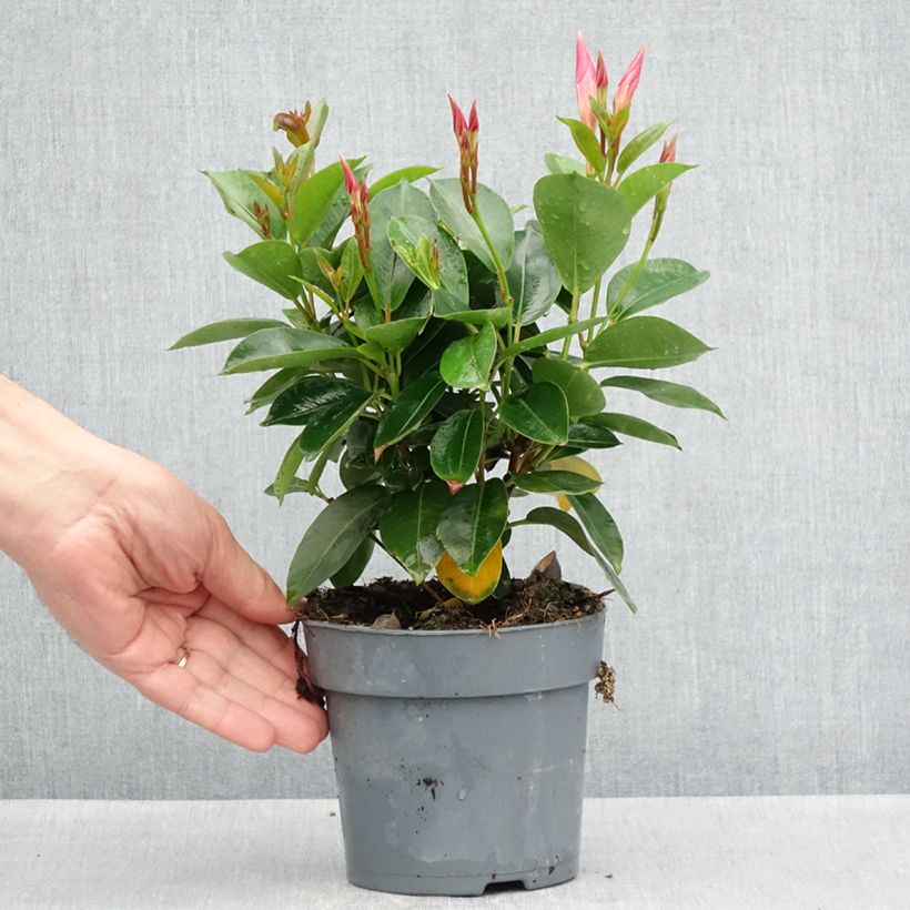 Exemplaar van Dipladenia BELLA Pink Star - Mandevilla Pot van 12 cm / 13 cm zoals geleverd in de lente